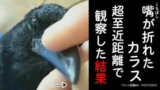 【折れた嘴】カラスを寝かして折れた嘴を詳細に観察してみましたw そば姐御＆見張りシロヤギ 20190716、カラス＆猫＆モモ