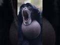 Siamang Gibbons Sounds