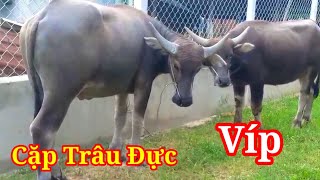 9/10 Phúc Tây Ninh Báo giá Cặp Trâu Đực Vỗ Béo Bự Giá Công Khai @phuccatv