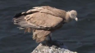 Natuur in Extremadura