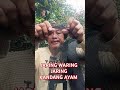 JARING WARING JARING KANDANG AYAM PAGAR TANAMAN #jaringkandangayam #jaringwaring #pagartanaman