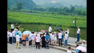 三分钟教你学会泡西湖龙井茶 茶艺表演简单学会，了解中国茶文化从一杯茶开始