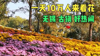 这周末人会更多，无锡古镇单天涌入10万人看菊花海，这样玩更轻松