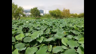 부산 갈맷길 6-1 낙동강 하굿둑 ~ 삼락생태공원 ~ 구포역