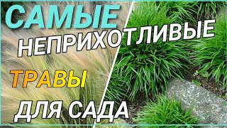 Самые неприхотливые ТРАВЫ - ЗЛАКИ для сада, пруда, КРАСОТЫ