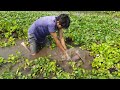 Unique  Hand Fishing Method.  Village  Boy Catching Big Fish By Hand in Mud Water in River.