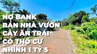 Nợ Bank ! A Cường đứt ruột phải bán nhà vườn ăn trái có thổ cư ở bà rịa vũng tàu