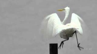 大白鷺 Great Egret