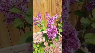 Lilacs Blooming  on Spring Lilac care /Lilac lovers