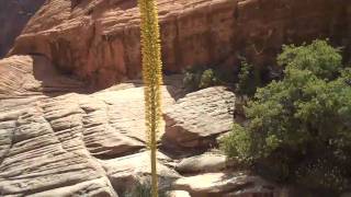 Flowering Century Plant  Agave utahensis