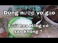 CÁCH Ủ NƯỚC VO GẠO TƯỚI HOA HỒNG ĐÚNG CÁCH SẼ CÓ TÁC DỤNG CỰC TỐT.CHUẨN ROSE GARDEN