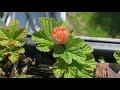 cloudberries on balcony berries appeared part 4