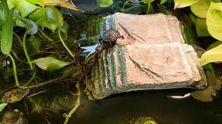 Chelodina mccordi, roti island snack necked turtle