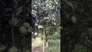 Gourmoti mango updates