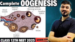 Oogenesis || Gametogenesis || Human Reproduction class 12 || Part-6 || by- Vivek Sir