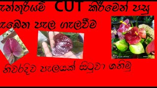 ඇන්තූරියම්  පැල cut කිරීමෙන්  පසු එන පැල නිවරදිව වෙන් කරගමු.