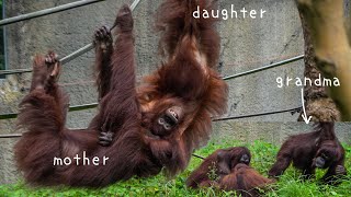 Happy Bornean orangutans family of 3 generations｜Siamang｜TAIPEI ZOO｜オランウータン｜紅毛猩猩｜大長臂猿｜台北動物園｜臺北市立動物園