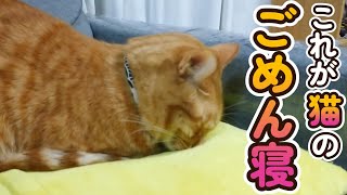 ごめん寝を完璧にする猫と憧れる猫とどうでもいい猫