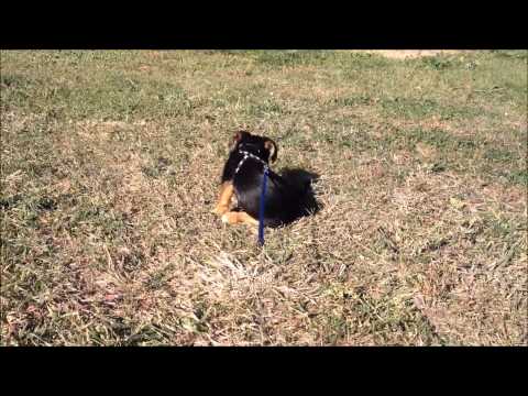 Tail Chasing Yorkie Tail Chasing Yorkie