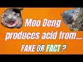 Moo Deng weird fact! Fake or Fact? #sciencefacts