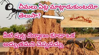 చీమలు ఏట్ల మాట్లాడుకుంటయో తెలుసా? ఈ చీమ పరిమాణం చిన్నదైన ఇల్లు నిర్మాణం మతిపోవల్సిందే