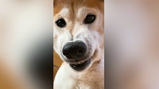 隠し撮りされてる事に気づいた柴犬 #Shorts