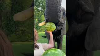 Animal - Elephant eating watermelons 😋😋#||KongLuAnimal #kongluvideoworld