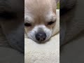 寝息がすごいこうめちゃん😴 shorts chihuahua dog 犬 チワワ 癒し かわいい