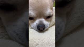 寝息がすごいこうめちゃん😴#shorts#chihuahua#dog#犬#チワワ#癒し#かわいい