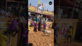 Trichy Sooriyur Jallikkathu-2024 #exploretrichy #jallikattu #pongalcelebration #trichy