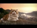 sony α nex c3 cm 「focus your love 尾道、猫と二人旅」篇 15秒