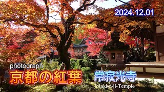 京都の紅葉　嵯峨 常寂光寺　2024 12 01　Photograph