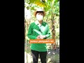 fusarium penyebab ratusan ribu hektar kebun pisang gagal panen