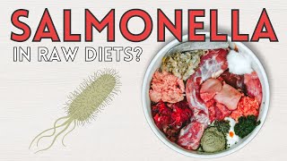 Can Raw Diets Give Your Pet Salmonella?