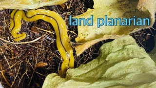 Land planarian!!! Exotic animal that you have never met before