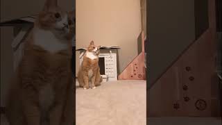 【猫】2足歩行の瞬間　#shorts #cat #猫かわいい