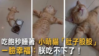 吃飽秒睡著 小萌貓「肚子股股」一臉幸福：朕吃不下了！|貓咪搞笑|吃飽