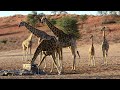 giraffes the graceful giants of the african savannah wildlife video