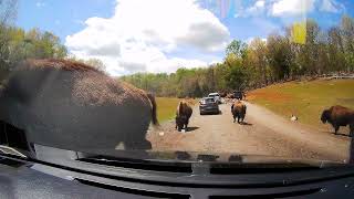 The Great Virginia Safari Park - Complete Drive Thru