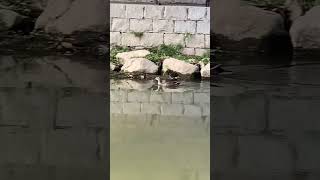 鴨「俺、、、泳ぐのめっちゃ速いやろ❓❓❓🦆\