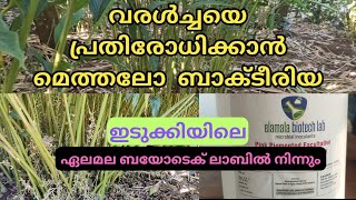 ഇങ്ങനെ മതി ഏലം വേനലിനെ പ്രതിരോധിക്കാൻ cardamom / Methalo bactieria / idukki / Elamala biotech Lab