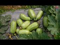 १ सय २० बिघामा तरकारी खेती vegetable farming