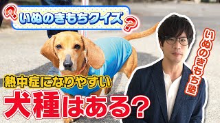 【犬の熱中症対策01】熱中症にかかりやすい犬種は？　いぬのきもちクイズに挑戦！