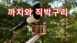 [KJM의 사진영상] Bird Feeding/까치와 직박구리