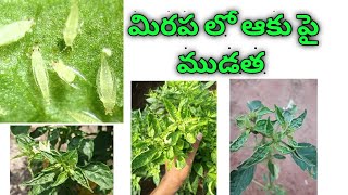 Thrips Management in Chilli.. మిరప లో ఆకు పై ముడత నివారణ చర్యలు