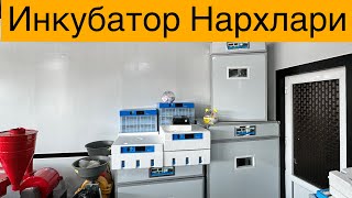 Inkubator narxlari 2024 | Инкубатор нархлари 2024