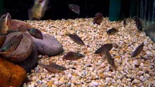 Vaillant's Chocolate Gourami @ Sweet Knowle Aquatics