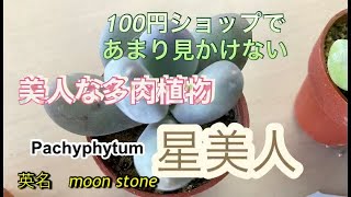 100円ショップであまり見かけない、美人な多肉植物！星美人！！