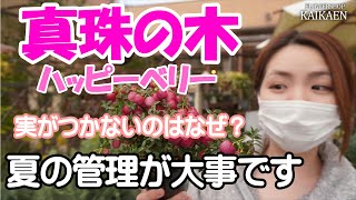 真珠の木　ハッピーベリー　実がならない　なぜ？管理方法　ポイント【おうちでガーデニング】開花園チャンネル