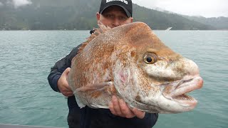 Big Kenepuru Snapper // Throwback Thursday